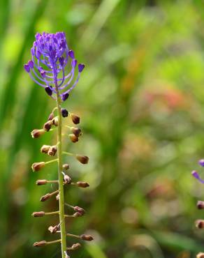 Fotografia 16 da espécie Muscari comosum no Jardim Botânico UTAD