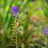 Fotografia 16 da espécie Muscari comosum do Jardim Botânico UTAD