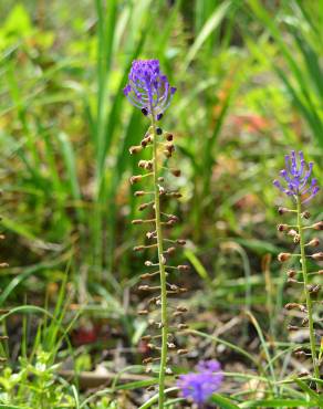 Fotografia 17 da espécie Muscari comosum no Jardim Botânico UTAD