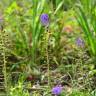 Fotografia 17 da espécie Muscari comosum do Jardim Botânico UTAD