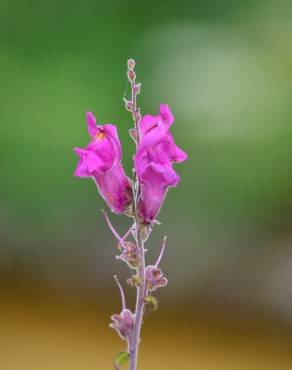 Fotografia 4 da espécie Antirrhinum cirrhigerum no Jardim Botânico UTAD