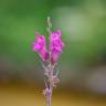 Fotografia 4 da espécie Antirrhinum cirrhigerum do Jardim Botânico UTAD