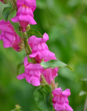 Fotografia 5 da espécie Antirrhinum cirrhigerum no Jardim Botânico UTAD