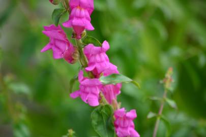 Fotografia da espécie Antirrhinum cirrhigerum