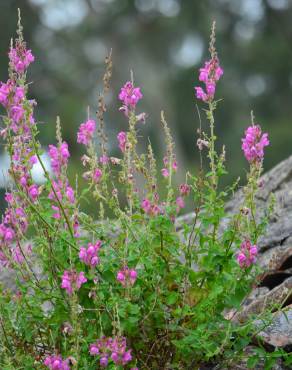 Fotografia 6 da espécie Antirrhinum cirrhigerum no Jardim Botânico UTAD