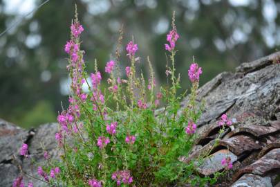 Fotografia da espécie Antirrhinum cirrhigerum