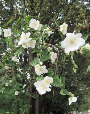 Fotografia 15 da espécie Philadelphus coronarius no Jardim Botânico UTAD