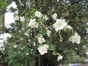 Fotografia da espécie Philadelphus coronarius