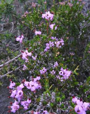 Fotografia 11 da espécie Erica umbellata no Jardim Botânico UTAD