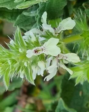 Fotografia 8 da espécie Stachys ocymastrum no Jardim Botânico UTAD