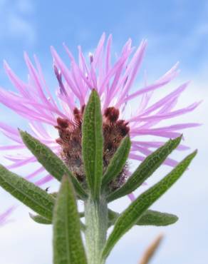 Fotografia 8 da espécie Centaurea nigra subesp. rivularis no Jardim Botânico UTAD