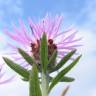 Fotografia 8 da espécie Centaurea nigra subesp. rivularis do Jardim Botânico UTAD