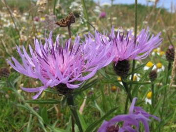Fotografia da espécie Centaurea nigra subesp. rivularis