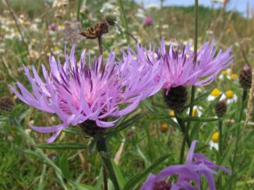 Fotografia da espécie Centaurea nigra subesp. rivularis