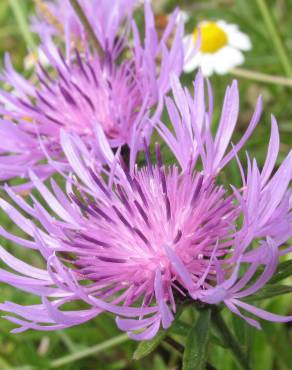 Fotografia 10 da espécie Centaurea nigra subesp. rivularis no Jardim Botânico UTAD