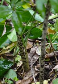 Fotografia da espécie Dracunculus vulgaris