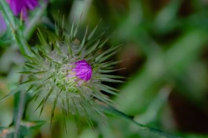 Fotografia da espécie Galactites tomentosa