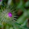 Fotografia 37 da espécie Galactites tomentosa do Jardim Botânico UTAD