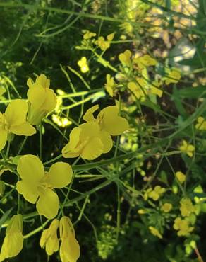 Fotografia 11 da espécie Brassica napus no Jardim Botânico UTAD