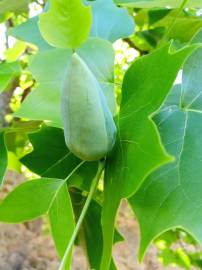 Fotografia da espécie Liriodendron tulipifera