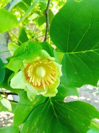 Fotografia da espécie Liriodendron tulipifera