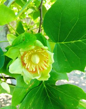 Fotografia 18 da espécie Liriodendron tulipifera no Jardim Botânico UTAD