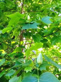 Fotografia da espécie Liriodendron tulipifera