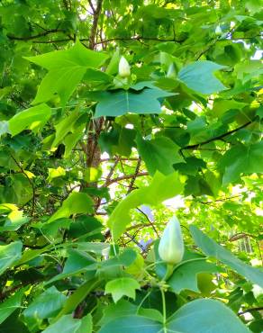 Fotografia 19 da espécie Liriodendron tulipifera no Jardim Botânico UTAD