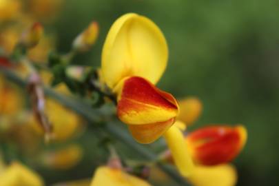 Fotografia da espécie Cytisus scoparius subesp. scoparius