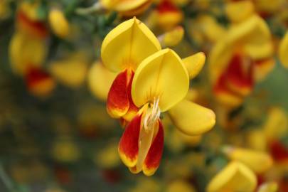 Fotografia da espécie Cytisus scoparius subesp. scoparius