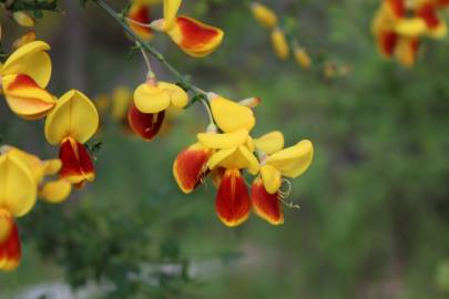 Fotografia da espécie Cytisus scoparius subesp. scoparius