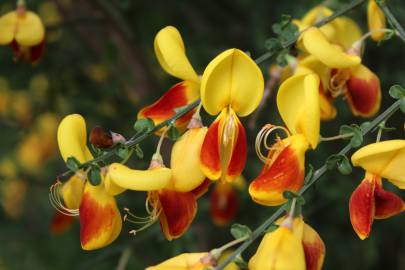 Fotografia da espécie Cytisus scoparius subesp. scoparius