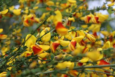 Fotografia da espécie Cytisus scoparius subesp. scoparius