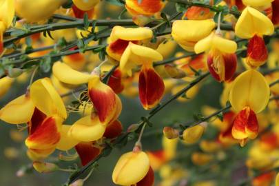 Fotografia da espécie Cytisus scoparius subesp. scoparius