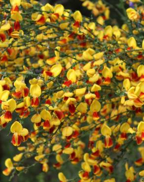 Fotografia 32 da espécie Cytisus scoparius subesp. scoparius no Jardim Botânico UTAD