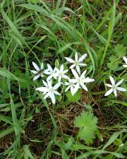 Fotografia da espécie Ornithogalum orthophyllum