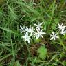 Fotografia 1 da espécie Ornithogalum orthophyllum subesp. baeticum do Jardim Botânico UTAD