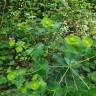 Fotografia 6 da espécie Euphorbia amygdaloides subesp. amygdaloides do Jardim Botânico UTAD