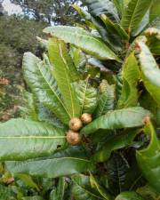 Fotografia da espécie Quercus humboldtii