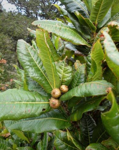 Fotografia de capa Quercus humboldtii - do Jardim Botânico