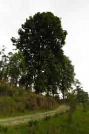 Fotografia da espécie Quercus humboldtii