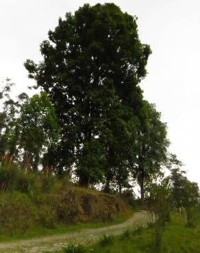 Fotografia 4 da espécie Quercus humboldtii no Jardim Botânico UTAD