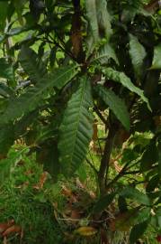 Fotografia da espécie Quercus humboldtii