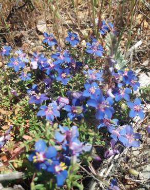 Fotografia 18 da espécie Anagallis monelli no Jardim Botânico UTAD