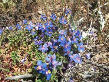 Fotografia da espécie Anagallis monelli