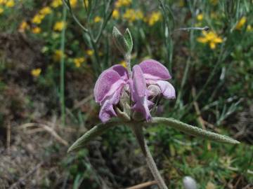 Fotografia da espécie Phlomis purpurea