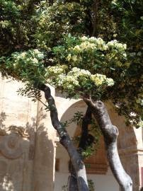 Fotografia da espécie Pittosporum tobira