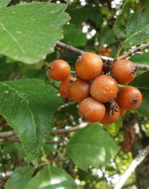 Fotografia 12 da espécie Sorbus latifolia no Jardim Botânico UTAD