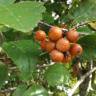 Fotografia 12 da espécie Sorbus latifolia do Jardim Botânico UTAD