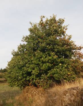 Fotografia 13 da espécie Sorbus latifolia no Jardim Botânico UTAD